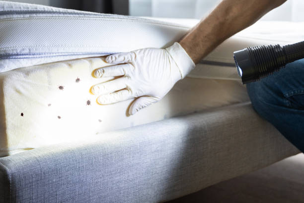 Best Bed Bug Extermination  in Thermal, CA