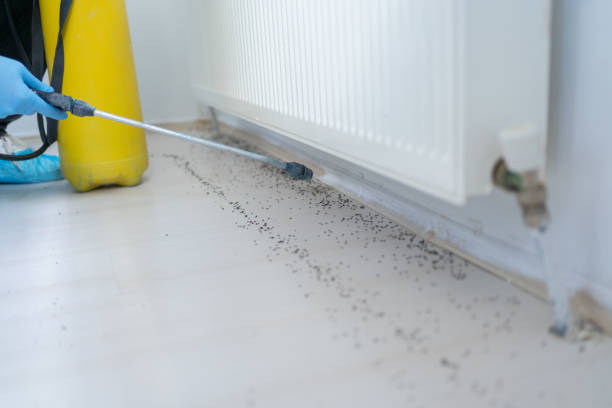 Insect Control in Thermal, CA